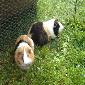 Guinea Pig