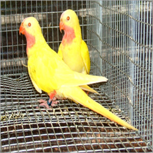 Exotic Bird