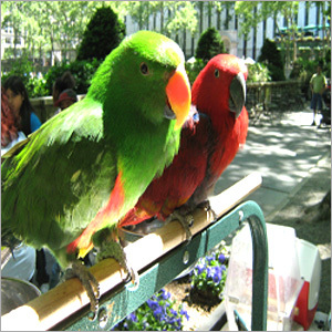 Live Exotic Bird
