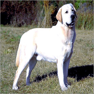 Dog Breeding