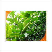 Gymnema Sylvestre