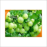 Emblica Officinalis (Amla)