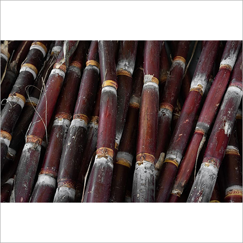 Fresh Sugarcane - Color: Red