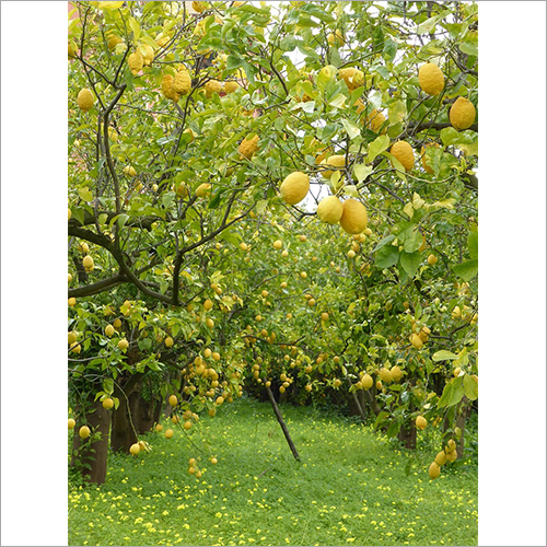 Fresh Lemon - Moisture (%): 85%