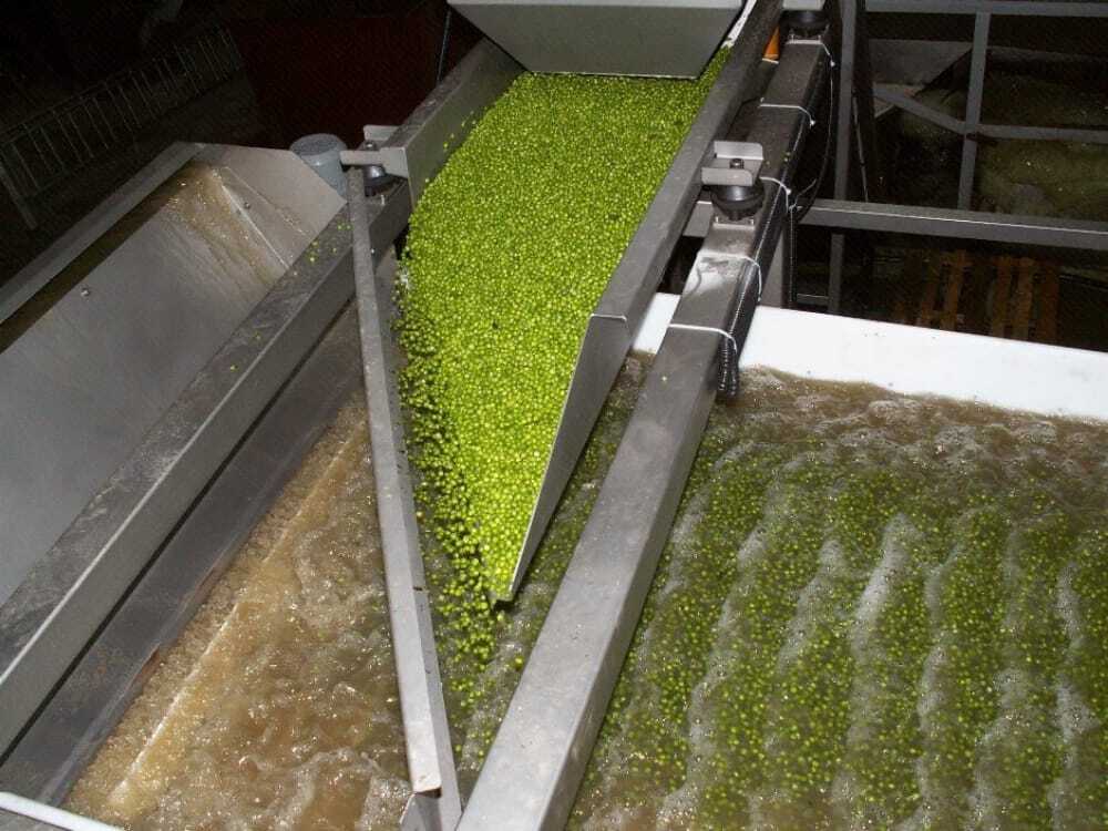 Green Peas Processing Plant Capacity: 100 Kg/hr
