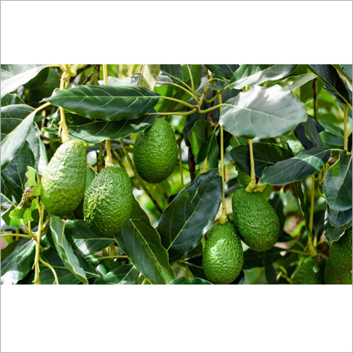 एवोकैडो प्लांट शेल्फ लाइफ: 2-3 साल