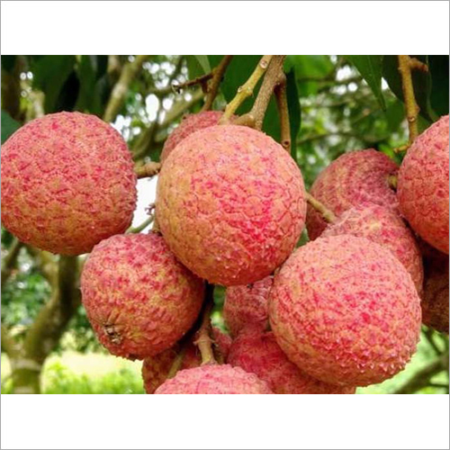  हरा चीनी लीची का पौधा