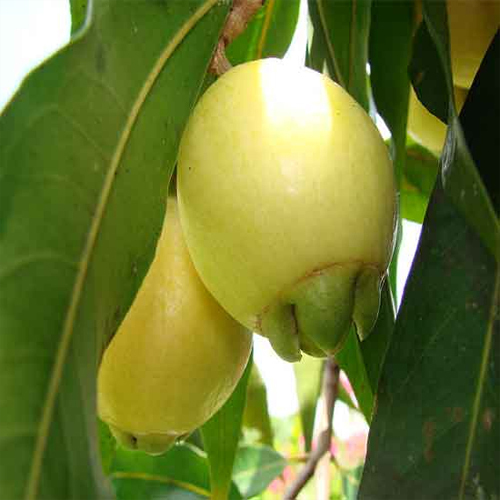  गोलप जैम प्लांट की शेल्फ लाइफ: 2-3 साल