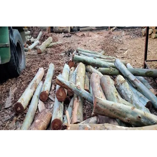 70 Mm Eucalyptus Wood - Customized Dimensions, E2 Glue, Commercial Grade | High-quality Hardwood For Outdoor And Indoor Applications