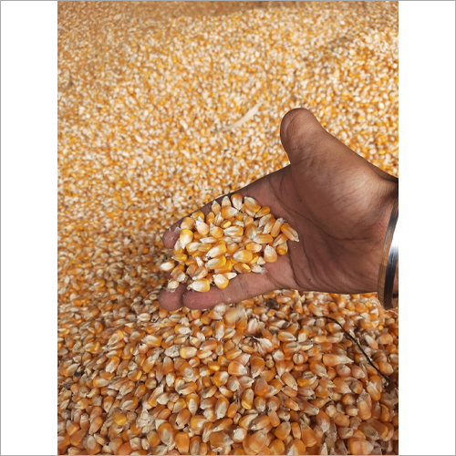 ऑर्गेनिक येलो कॉर्न