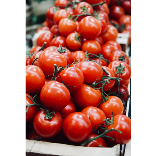 Fresh Tomatoes - 99% Moisture, Natural Shape, 15-30 Days Shelf Life, Seasoned Style | Versatile for Salads, Salsas, Sauces, and Soups