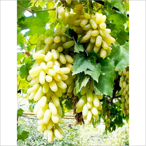 ऑर्गेनिक फ्रेश ग्रेप्स