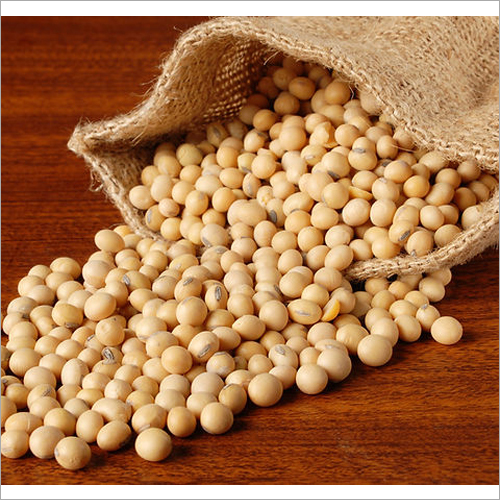 सोयाबीन सोयाबीन