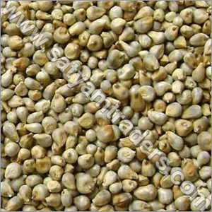 Millet (Bajra)