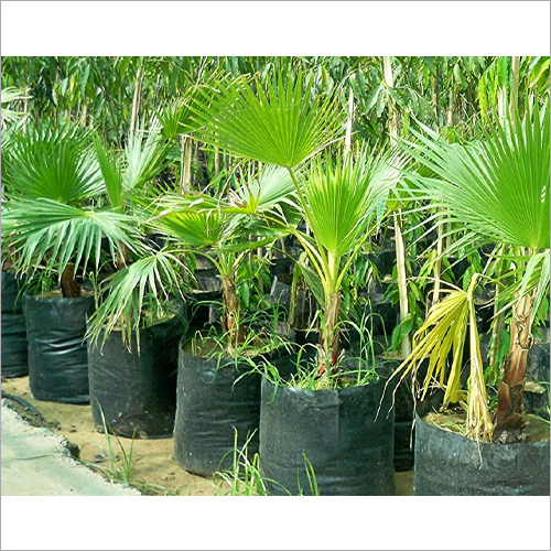 गार्डन ग्रीनहाउस नर्सरी बैग