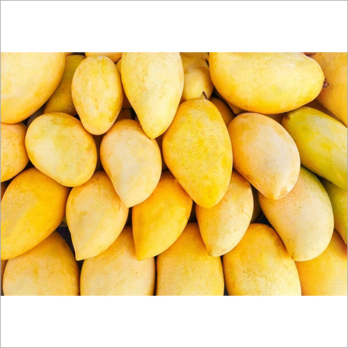 कॉमन अल्फांसो येलो मैंगो