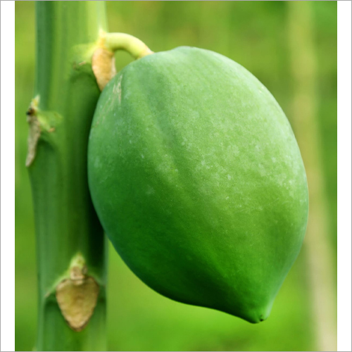 Fresh Papaya - Glutinous Young Whole Fruit, Oval Shape with Sweet Juicy Flesh and Nutritional Benefits