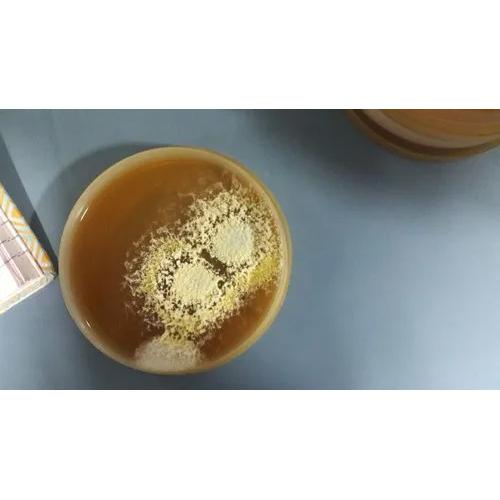 हाइजीन ऑडिट बायोबर्डन स्वाब टेस्टिंग सर्विस