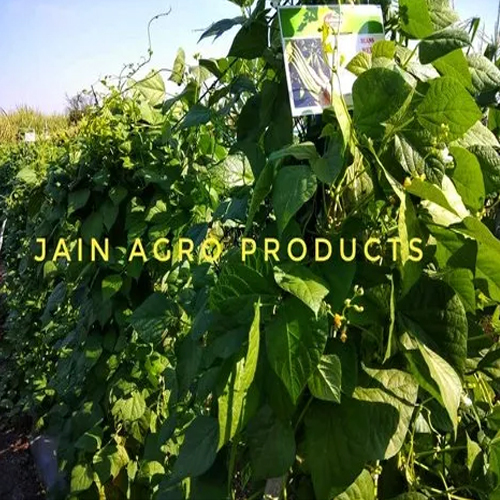 Green Crop Support Shade Net