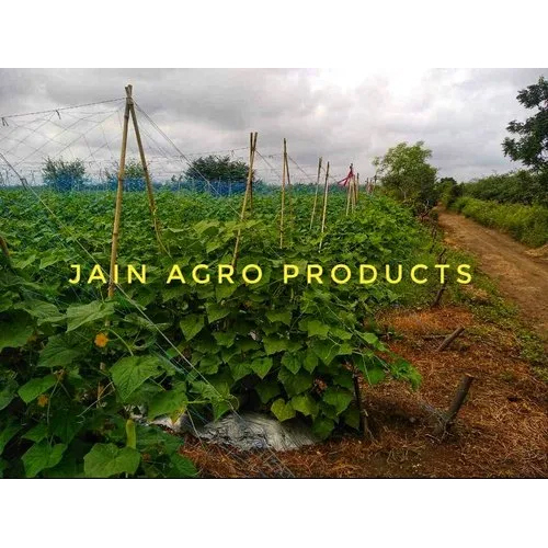 Green Crop Support Shade Net