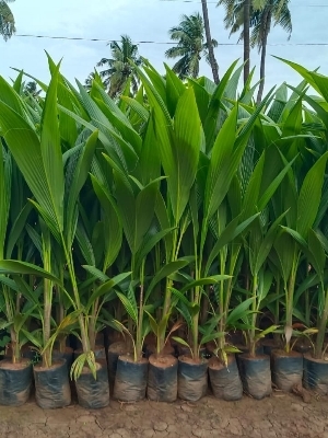 पानी के साथ नारियल