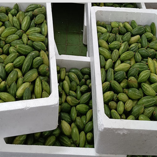 Green Pointed Gourd