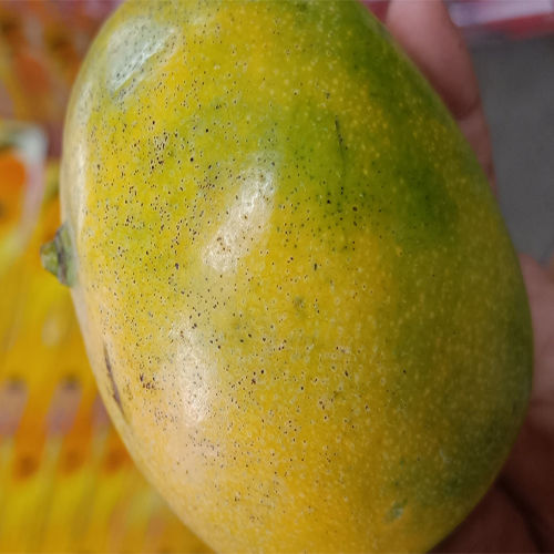 Yellow Fresh Mango