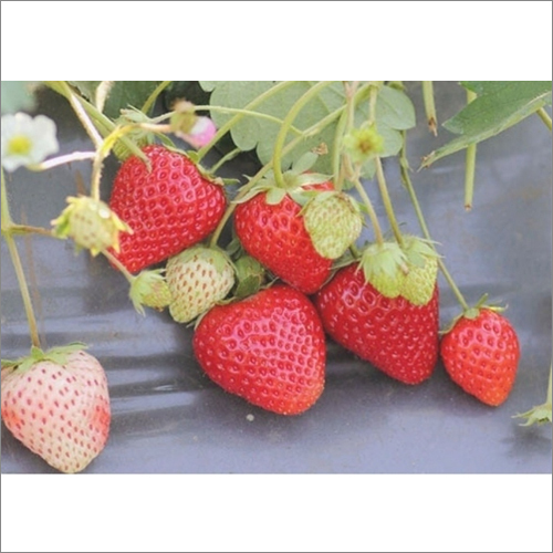Strawberry Cultivation Mulch Film - Plastic, Customized Size, Black/Silver Color, 0.5mm Thickness, Nil Transparency, Soft Hardness, -10 to 60°C Working Temp