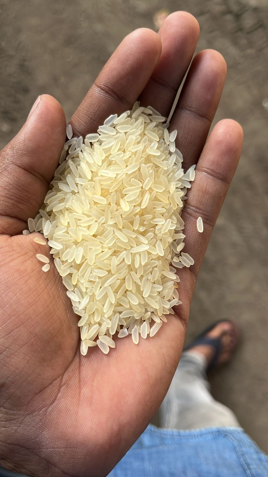 White Non Basmati Rice - Medium Grain, Moisture 8% | Fresh, Nutritious, Aromatic, Ideal For Culinary Delights