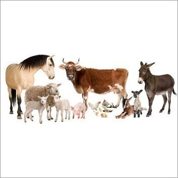 पशु चिकित्सा दवाएँ