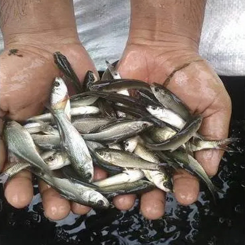 ब्राउन रोहू फिश सीड