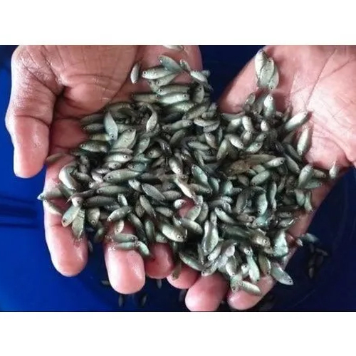 सिल्वर कोइ फिश सीड