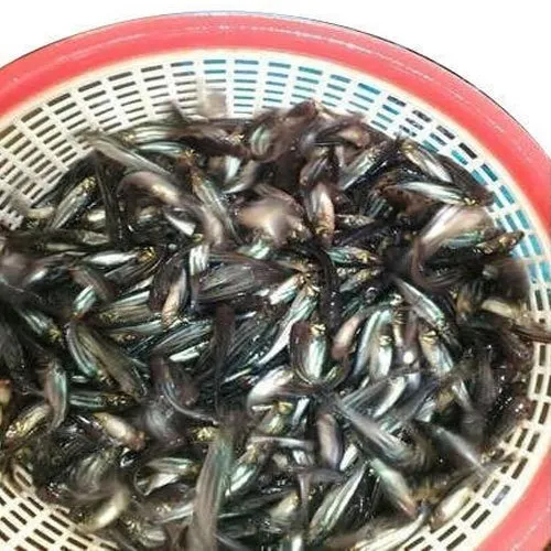 काले पंगस मछली के बीज