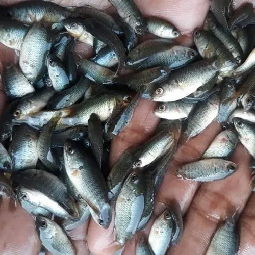 ब्राउन रोहू फिश सीड