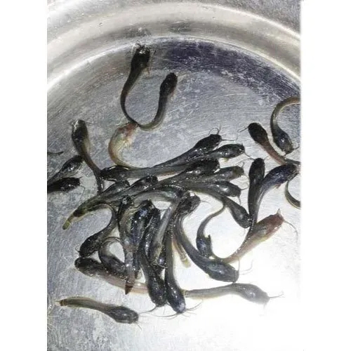 ब्लैक मंगुर फिश सीड