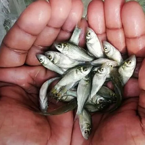 सिल्वर राहु मछली का बीज