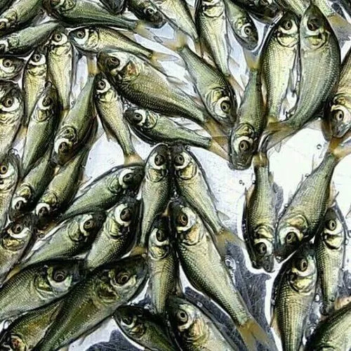 ब्राउन कटला फिश सीड