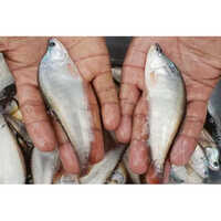 White Chital Fish Seed at Best Price in Delhi | Nagodas Fish Farming
