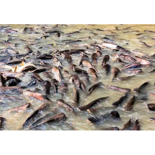 Basa Fish Farming Services