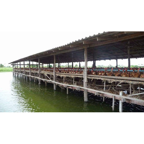 Integrated Paddy Fish Culture Services