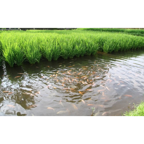 Integrated Paddy Fish Culture Services