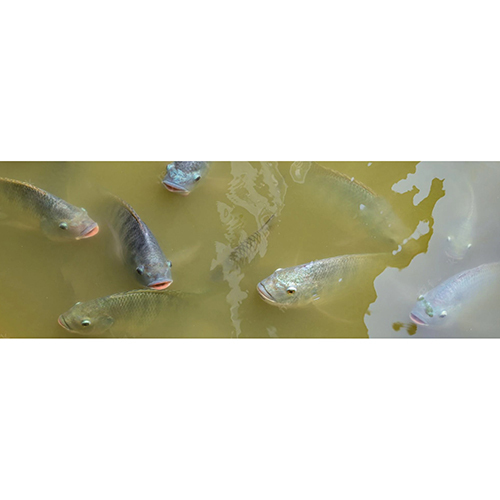 Ph Reducer - 500g Net Content | Fish & Shrimp Immune Support, Feed Digestion Efficiency, Growth Rate Promotion