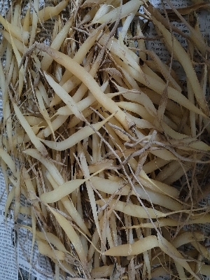 कच्चा शतावरी आयु समूह: सभी के लिए उपयुक्त