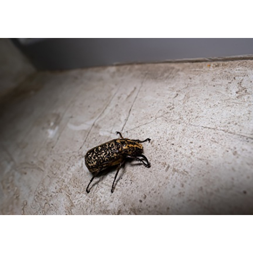 बेड बग्स कीट नियंत्रण सेवाएं