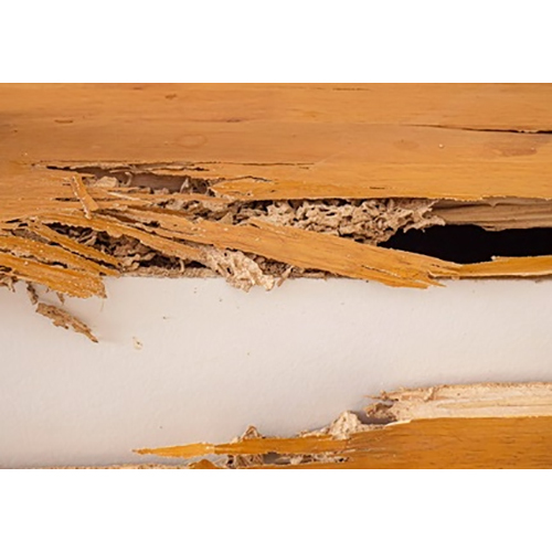 दीमक कीट नियंत्रण सेवाएं