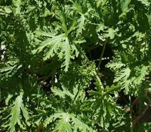 Citronella Fragrance Oil - Age Group: Adults