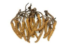 Cordyceps Sinensis - Yarsabumba