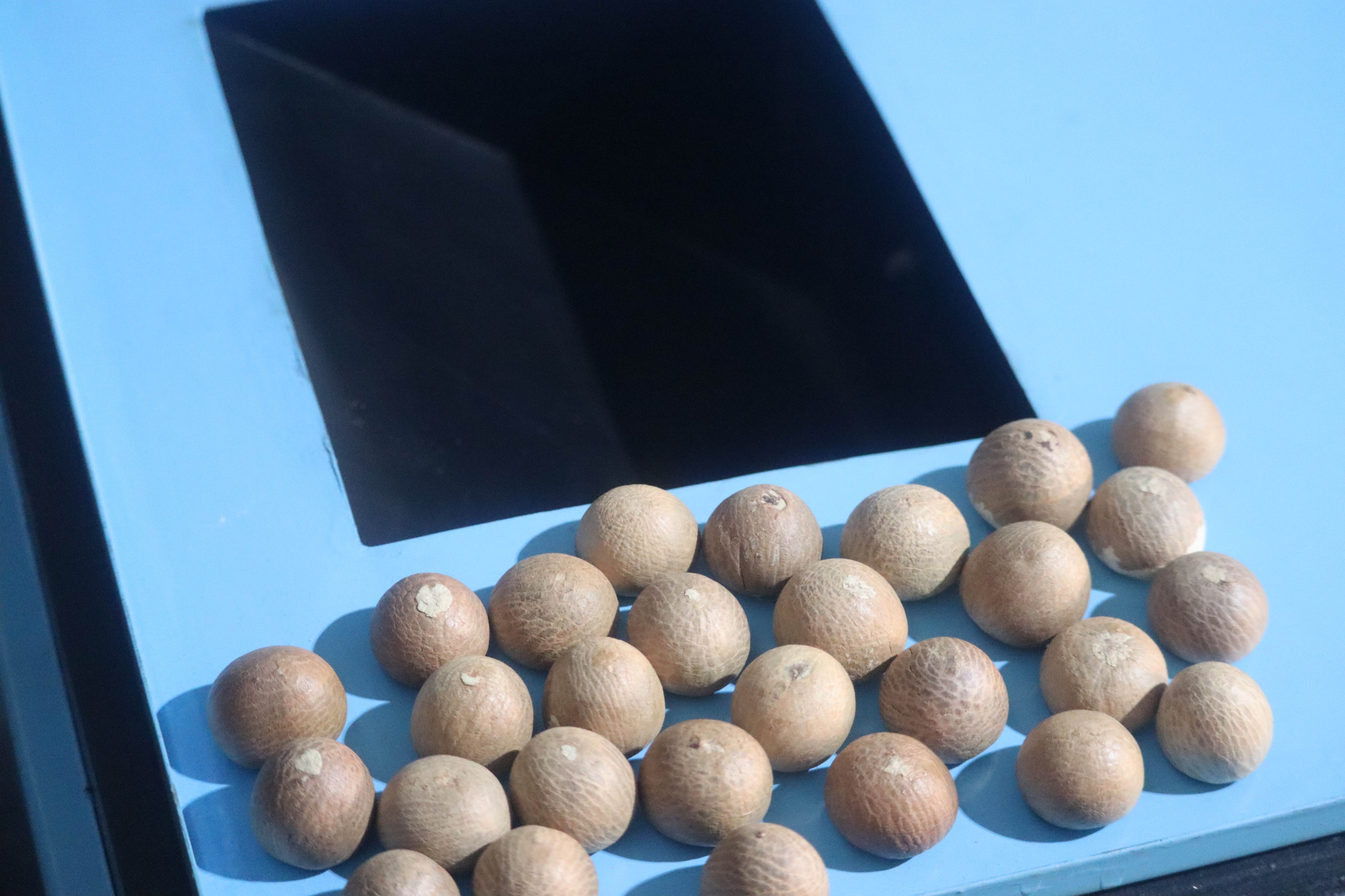 Automatic Supari Cutting Machine - 0.5 Hp, Manual Control, 12 Inch Blade | Cuts 30-35 Kg/hr, Full Automatic, Versatile Cutting Types