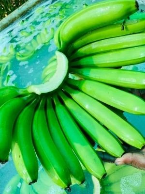 हरा कैवेंडिश केला