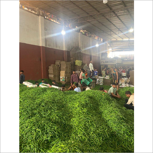 Green Chillies - Raw, Seasoned | Vitamin C Rich, Antioxidant Packed, Low Calorie, Immunity Booster, Flavor Enhancer for Curries and Sauces